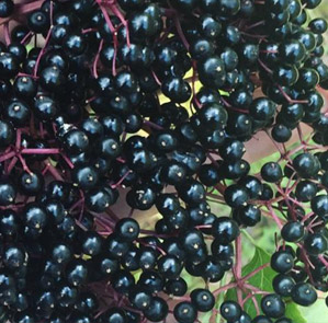 Elderberry
